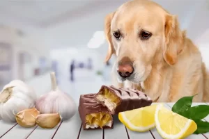alimentos prohibidos para perros