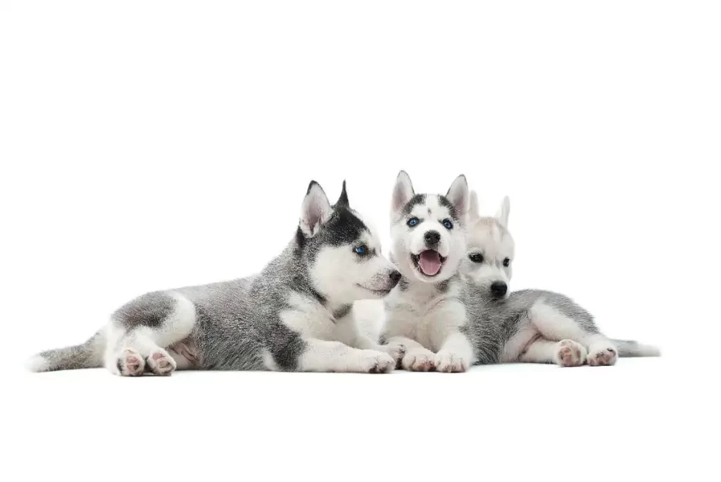 husky siberiano