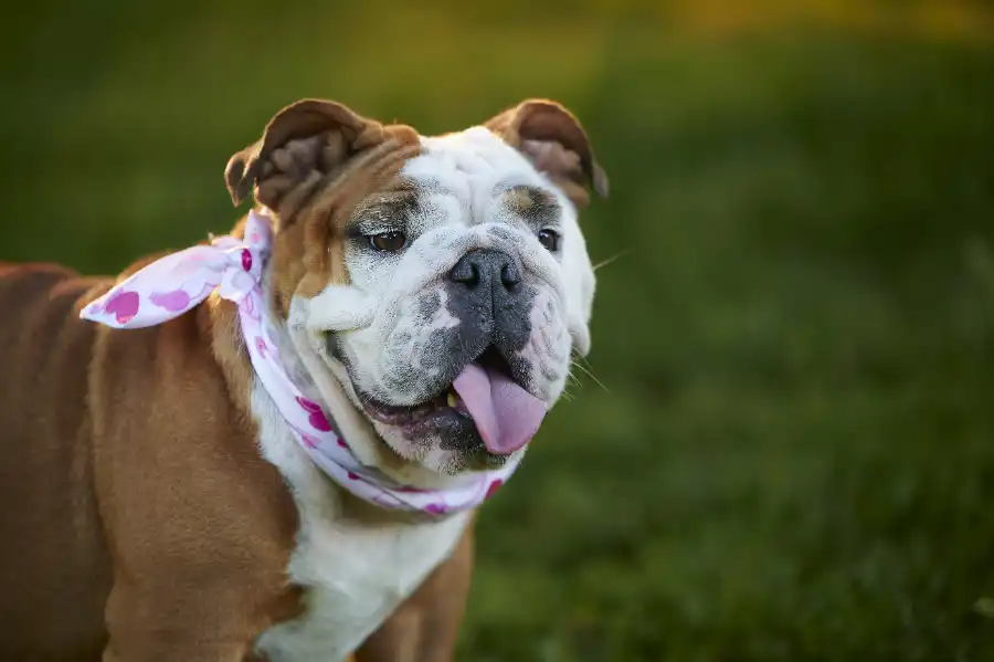 perro bulldog ingles ¡El Bulldog inglés en 15 datos curiosos!