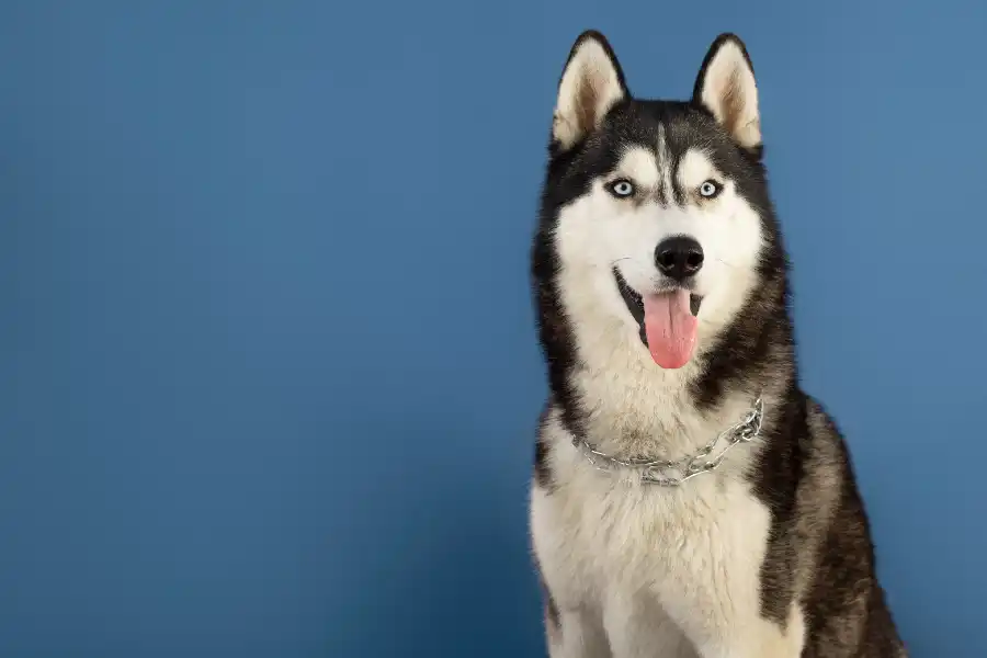 perro husky siberiano