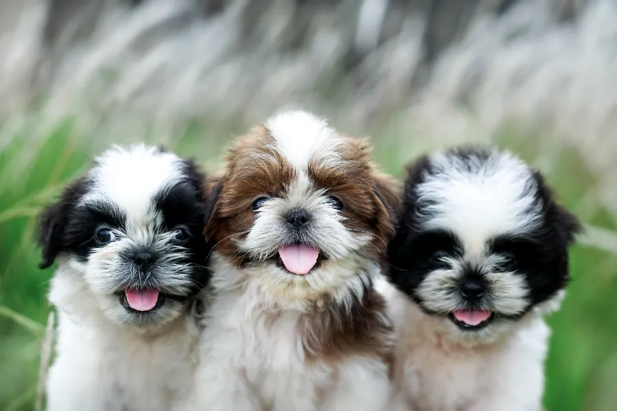 perro-Shih-Tzu