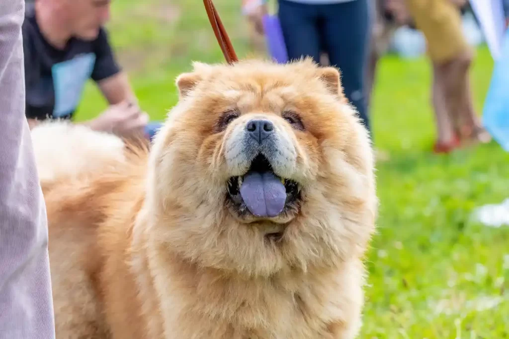 perrito-Chow-Chow