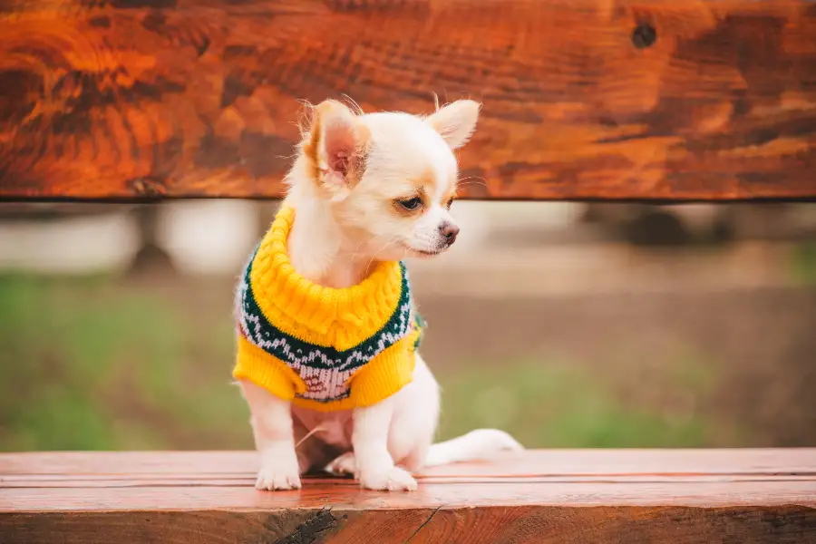 perritos Chihuahua