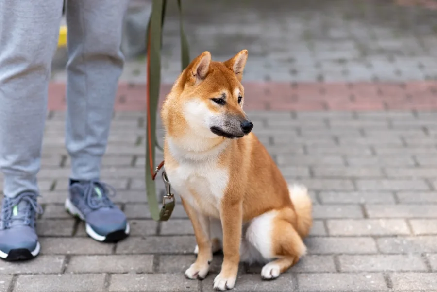 perro-Akita