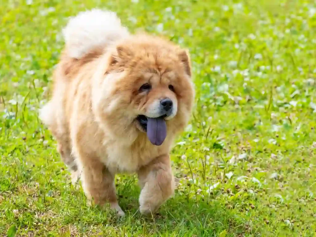 perro-Chow-Chow