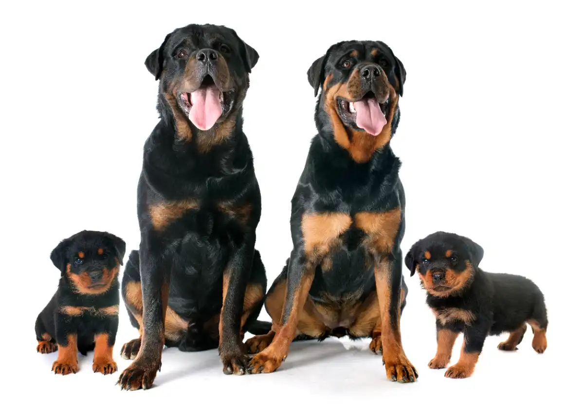 raza de perro Rottweiler