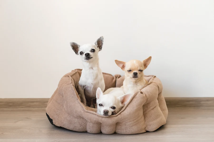 raza-de-perros-Chihuahua