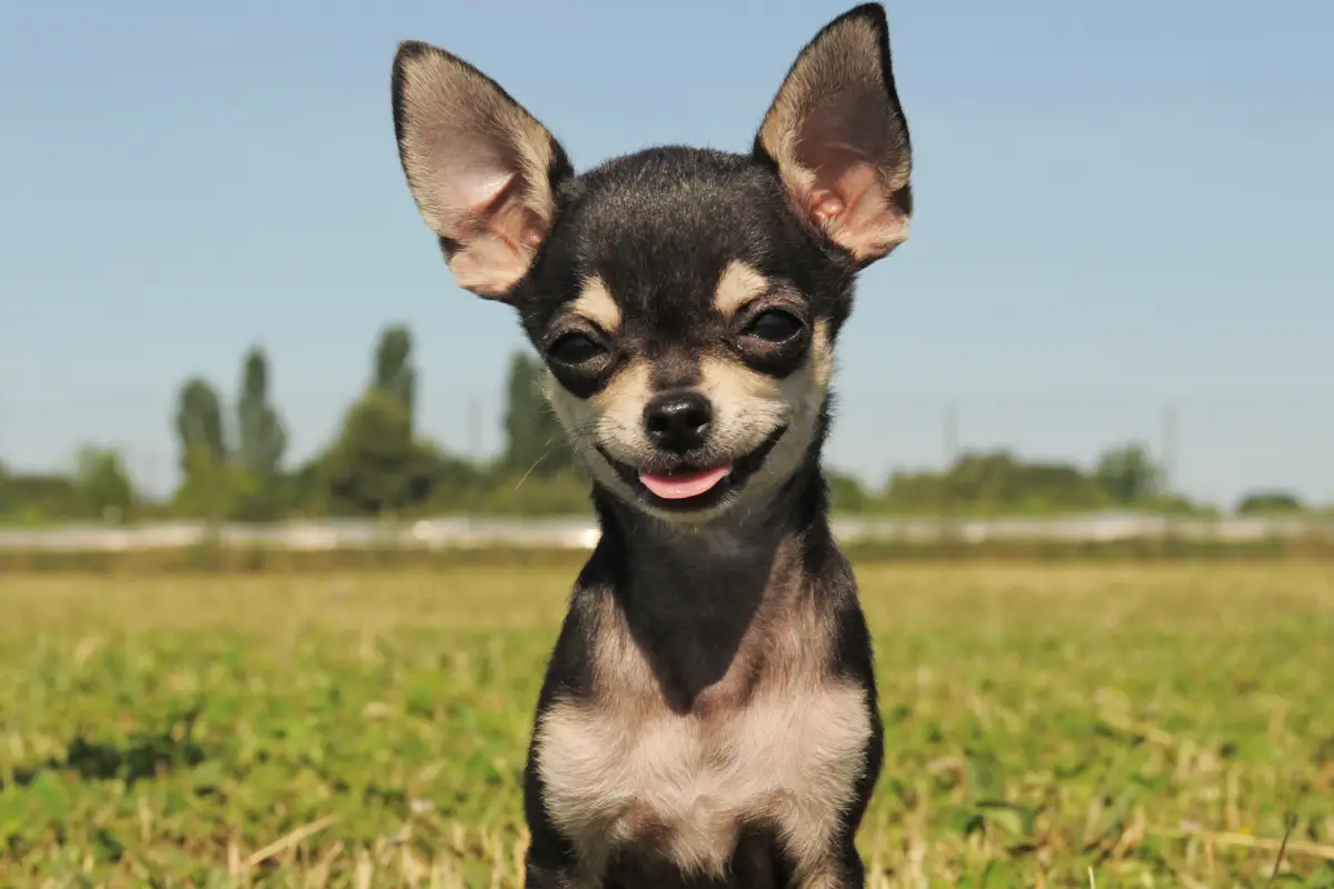 razas de perros chihuahua